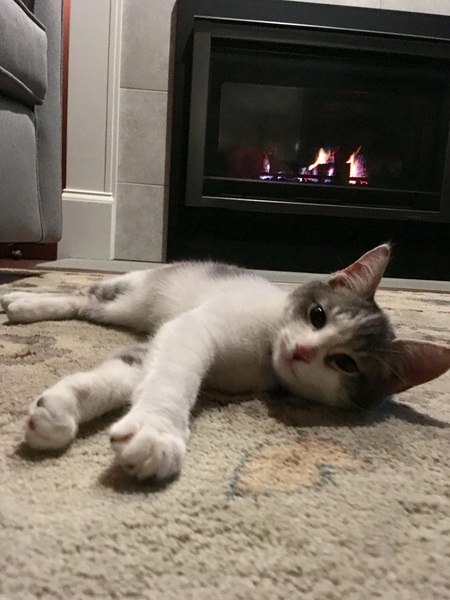 Mowgli