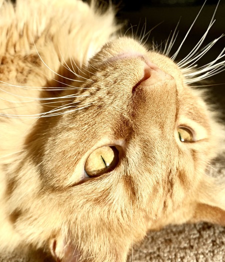 Henry