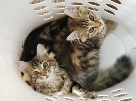 Tiger and Lily