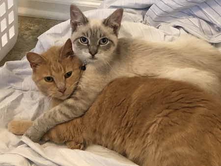 Joey & Bean