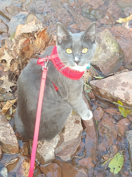 Mindy (formerly "Bear")