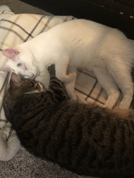 Harvey and Gracie