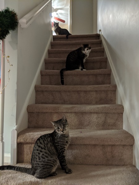 Basil, Toulouse, Captain Kitty
