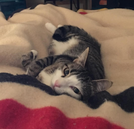 Basil