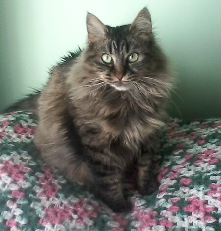 Gypsy