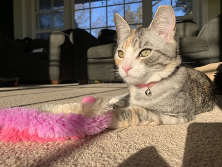 Phoebe