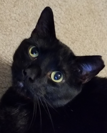Marshall 
