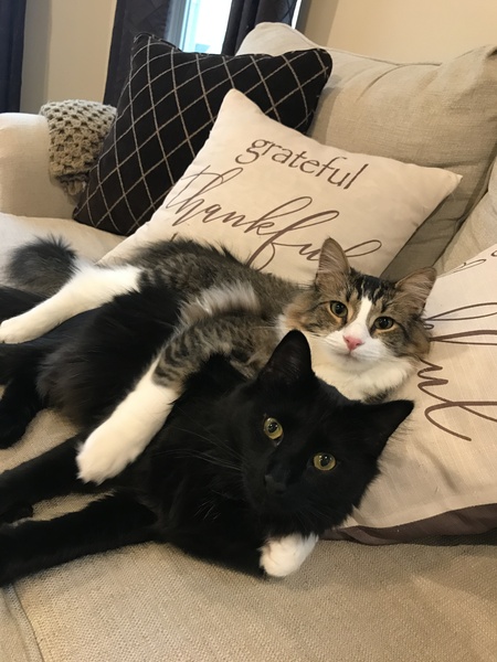 Milo and Nigel