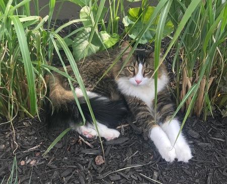 Milo