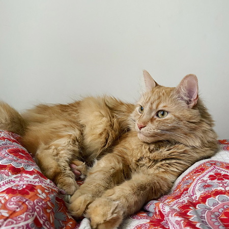 Simba 