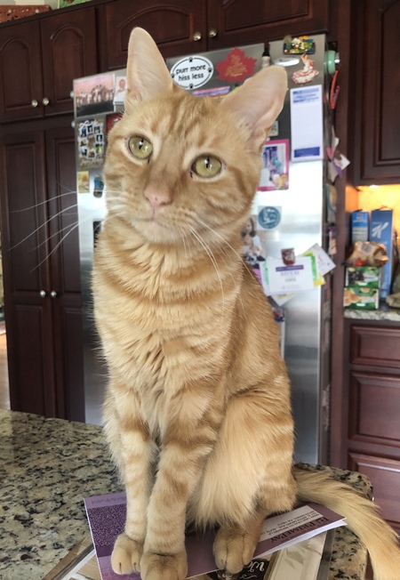 Fritz (aka Rufus)