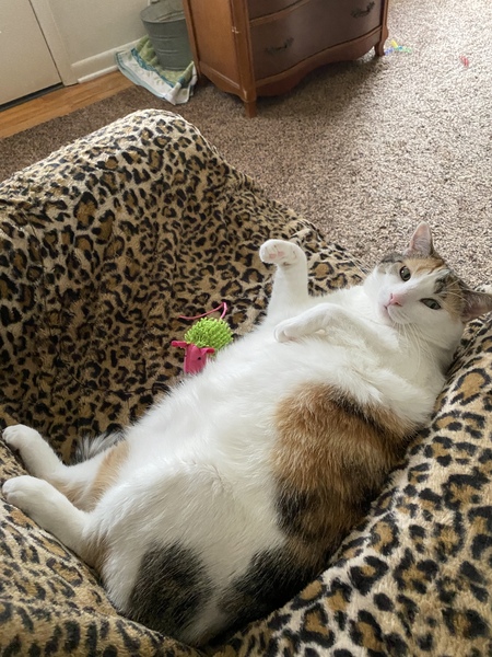 Phoebe 
