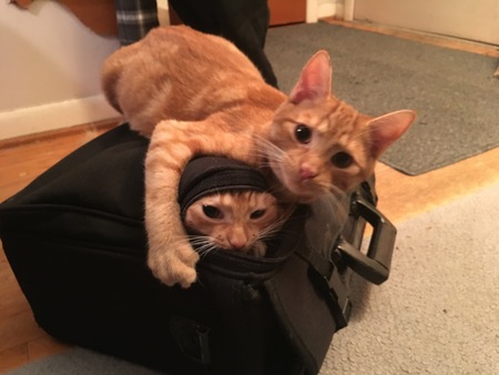 Puss & Boots - #2 (Puss)