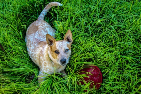 Dixie