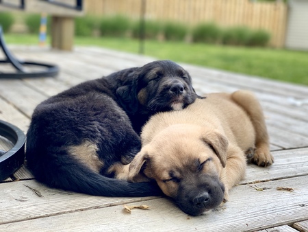 Huck & Sawyer