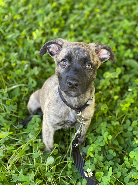 Cora