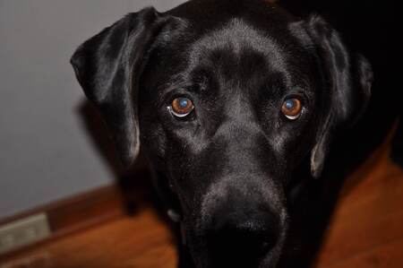 Clyde
