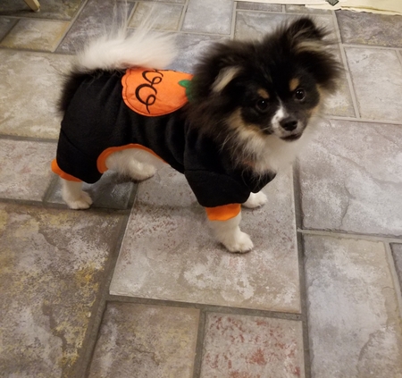 Bear 