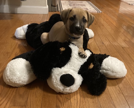 Thor