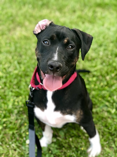 Loki