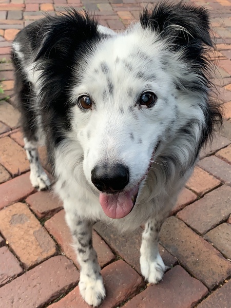 Oscar