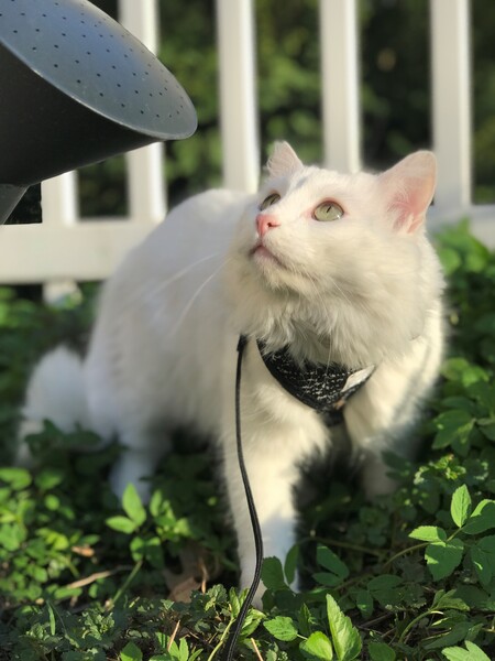 Fabio