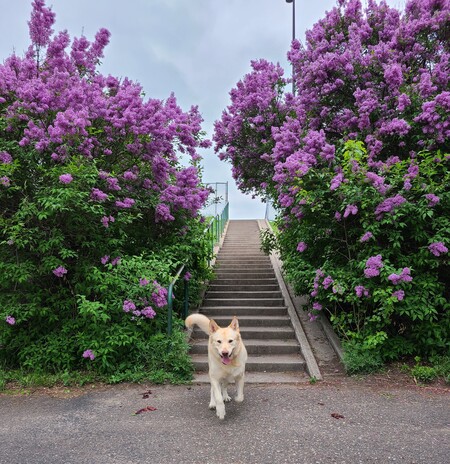 Maggie