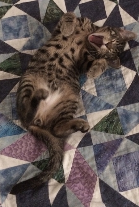 Ziggy