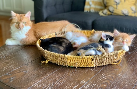 Birdie and babies