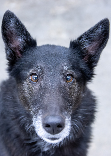 Piper
