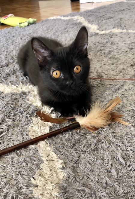 Miss Yoda