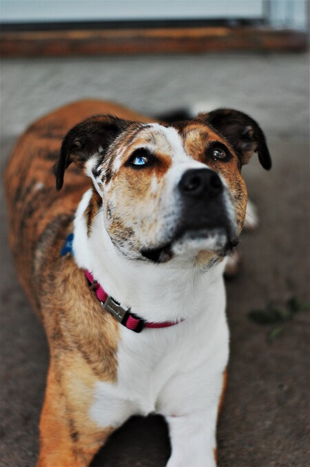Nova