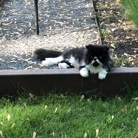 Tuxedo Bob