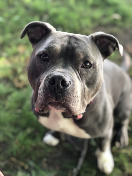 Franklin