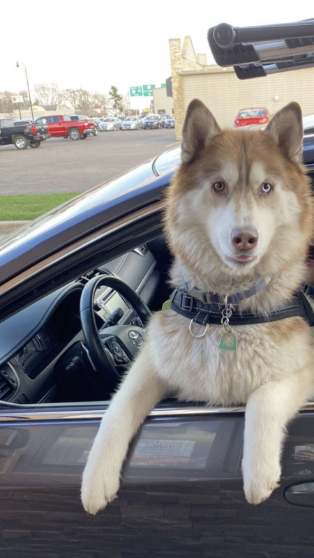 Harley the Husky