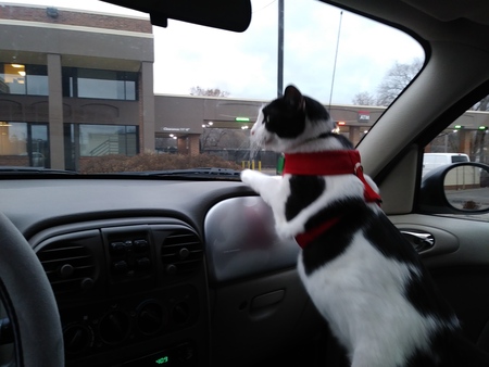 Mr. Pickles