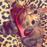 Entry image for Sugar (aka Edith) 