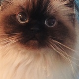 Entry image for Lola