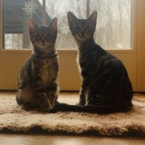 Entry image for Max and Millie