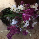 Entry image for MOLLY