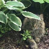 Entry image for Buddy aka Da Floof