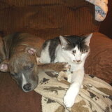 Entry image for Brittie the "Prettie" Pittie and Simba Kat