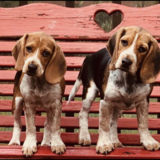 Entry image for Emma and molly 