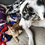 Entry image for Dexter and Theodore 