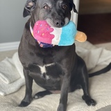 Entry image for Bailey