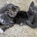 Entry image for Minnie, Harry and Smokey
