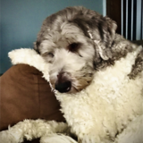 Entry image for Huckleberry 