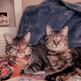 Entry image for Luna and Princess 