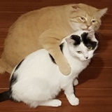 Entry image for Giorgi and Chloe