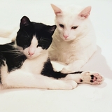 Entry image for Tofu and Fitz